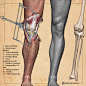 Leg Anatomy Studies