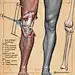 Leg Anatomy Studies
