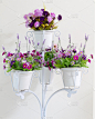紫罗兰花在白色四个花盆里装饰。