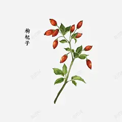 中药材枸杞子 创意素材