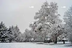 冬天 美丽的壁纸 Mac壁纸 雪 壁纸4K 霜 树 酷背景
