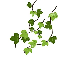 爬山虎  - 源文件下载【酷图网】爬山虎,植物,爬藤植物,绿藤,藤条,爬山虎素材,爬山虎边框,爬山虎墙纸,爬山虎手绘