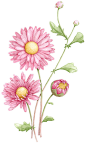 Aster illustration