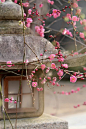 Japanese Plum blossoms