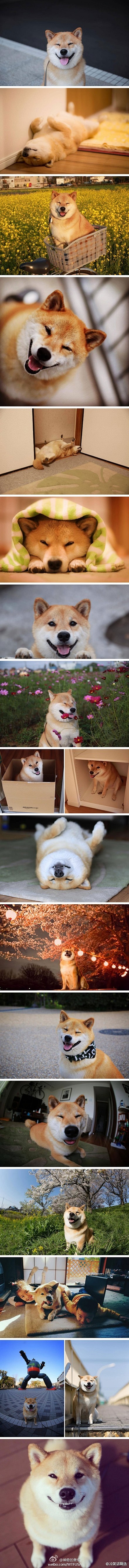 一只名叫小圈的柴犬 感觉成天都在傻乐_大...