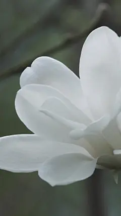 娇柔唯美玉兰花手机壁纸 640x1136