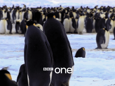 Penguins - BBC One