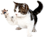 kitten png image, free download picture 