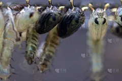 蚊幼虫，双翅目，按蚊属(蚊幼虫)在水中教育。