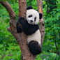 Cute panda in tree