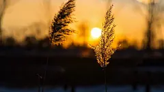 夕阳下的芦苇荡唯美图片意境大图电脑壁纸大全http://www.kutoo8.com/