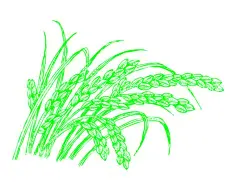 水稻矢量  - 源文件下载【酷图网】素材,设计,稻米,水稻,稻穗,大米,