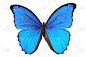蝴蝶,蓝色,自然,野生动物,水平画幅,无人,翅膀,背景分离,闪光蝶,自然美
