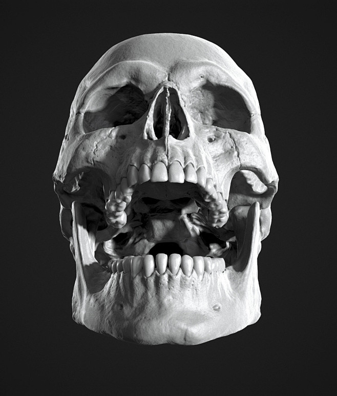 Human Skull Study, J...