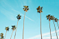 Tree, sky, palm and coast HD photo by Jacob Repko (@jacobrepko) on Unsplash : Download this photo in Los Angeles, United States by Jacob Repko (@jacobrepko)
