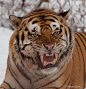 Angry Tiger - ID: 11335597 © Robert L Clark