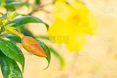 Allamanda cathartica的蓓蕾(金喇叭)。