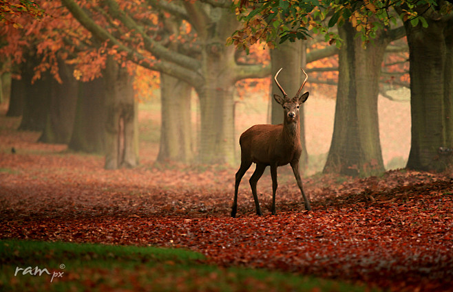 RedonRed : A young s...