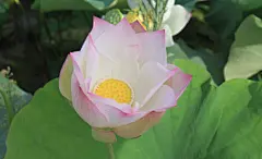 【2012处州白莲节】莲花“出淤泥而不染，濯清涟而不妖。”早在一千五百年前，处州已开始种植荷莲;自唐代，丽水就有“莲城”之誉;2000年7月,丽水撤市设立莲都区。2009年4月，“处州白莲”注册为国家地理证明商标。为了进一步挖掘和弘扬“处州白莲”深厚的文化内涵，打造具有浓郁特色的莲花生态养生旅游景区，打响“处州白莲”这张金名片，提升“秀山丽水、养生莲都”的知名度、美誉度，特举办2012“处州白莲节”。 