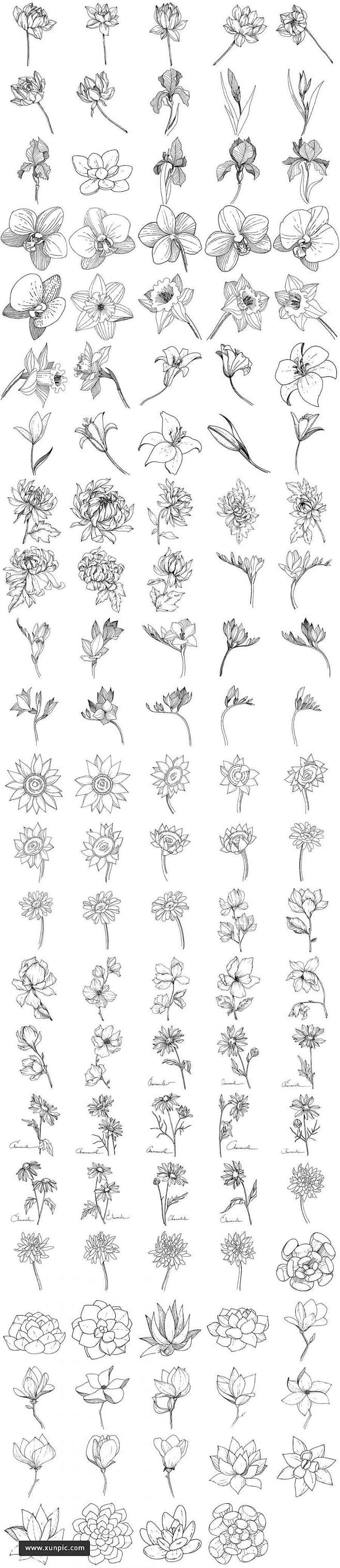 144款植物白描速写矢量素材 插图插画 