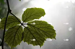 叶子 笔记本电脑壁纸 树叶 酷背景 丰富多彩的 绿色 自由背景