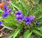 紫花地丁Viola yedoensis