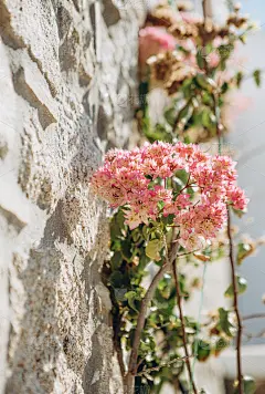 设计装饰植被景观墙石材建筑