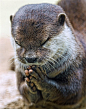 【水獭饭前祈祷：萌翻了】英国《每日邮报》5月29日报道，对于博伊斯佩蒂特城堡动物园的小水獭来说，为了能让美食来得再快一些，小水獭竟然双手合十作祈祷状。它低垂着头、紧闭双眼、手掌紧紧合在一起，看上去就像一个真正的“祈祷者” - 分享自 @IT之家 详情：