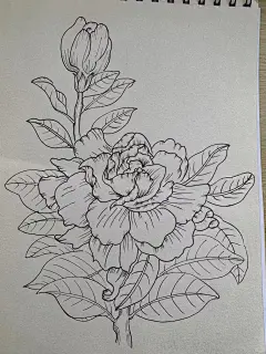 针管笔手绘 | 花卉 | 栀子花 - 小红书