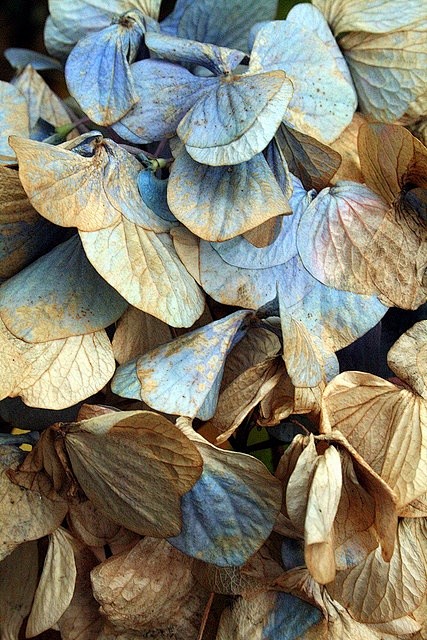 ❥ dried hydrangea bl...