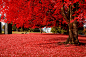 Photography - Autumn  Wallpaper