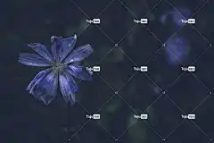 花 盛开 开花 菊苣 特写 花卉背景 花壁纸 植物群 紫罗兰花