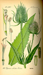 Dipsacus fullonum. Flora von Deutschland Österreich und der Schweiz (1885)