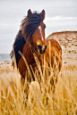 Sable Island wild horse ~ I have always wanted to ... | True.Real.B...