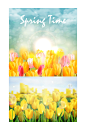 精品时尚花朵鲜花免扣背景矢量元素