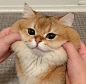 头像♡