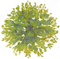 Clipart tree watercolor clipart, transparent - 571,38Kb 559x555