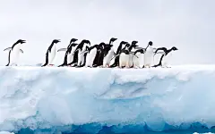 南极洲，冰川，企鹅，2019，高品质，桌面壁纸_3840x2400[10wallpaper