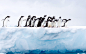 南极洲，冰川，企鹅，2019，高品质，桌面壁纸_3840x2400[10wallpaper