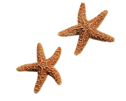 海星