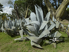 LockLee采集到植物 龙舌兰