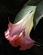 datura