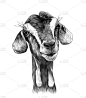 goat head girl with dangles on the bottom of the m