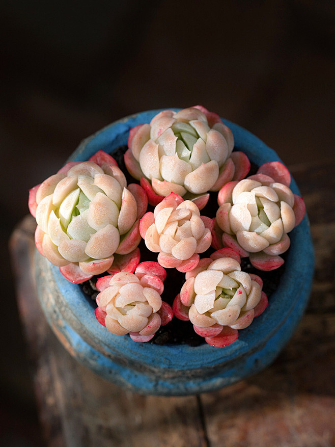 奶油贝瑞群生老桩双子贝瑞多肉植物萌肉肉四季盆栽花陌派云南多肉淘宝
