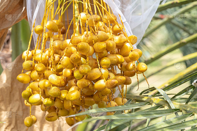 棕黄色的椰枣(Phoenix Dactylifera)果实串在有机果园中进行收割