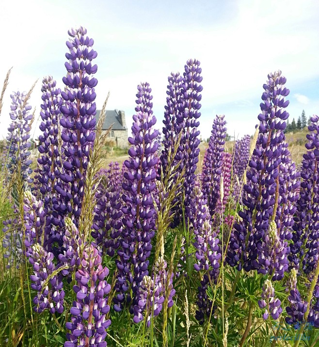 羽扇豆（鲁冰花）