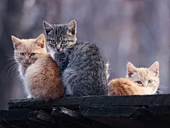 高清小萌猫桌面壁纸  #优质# #动物# #高清#