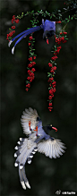 #萌物鉴定#这是台湾地区的“国鸟”台湾蓝鹊（Urocissa caerulea），又名长尾山娘。顺带一说，这张照片的作者John&Fish出了本名叫《飞羽台湾》的书，书中的鸟儿相当一部分很常见，但美到虚幻：http://t.cn/h4Qqfm