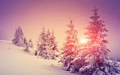 雪中的大树高清桌面壁纸