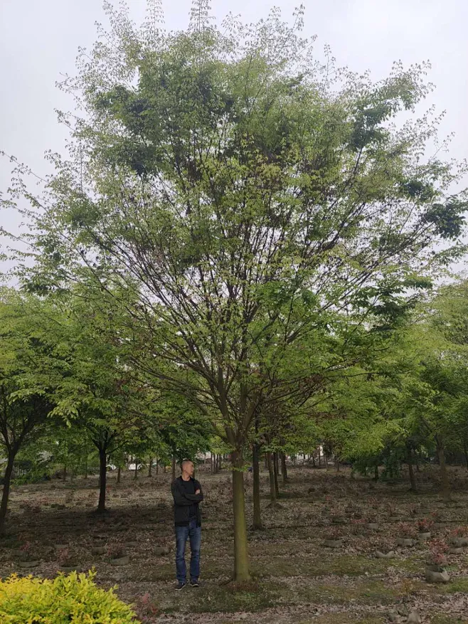 榉树-花瓣网